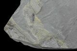 Rare, Pennsylvanian Fossil Cone - Kinney Quarry, NM #80433-2